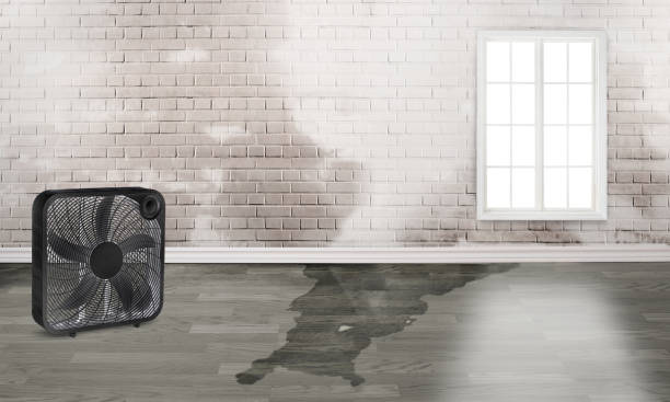 Best Ceiling water damage repair  in Vienna, VA